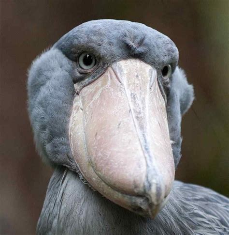 The Shoebill Stork, though usually silent, can communicate by bill ...