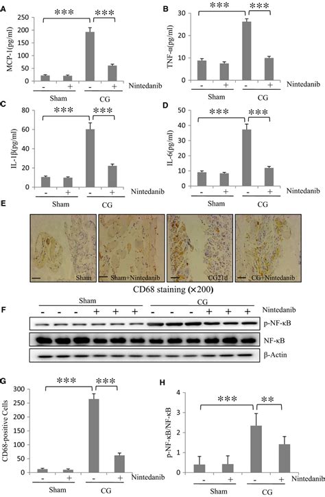 Nintedanib Suppresses Production Of Multiple Proinflammatory