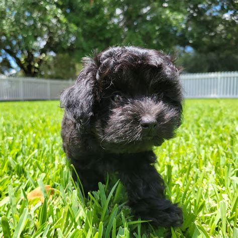 Milo - Black Maltipoo Puppy (Male) - Michele's Puppies & Paws