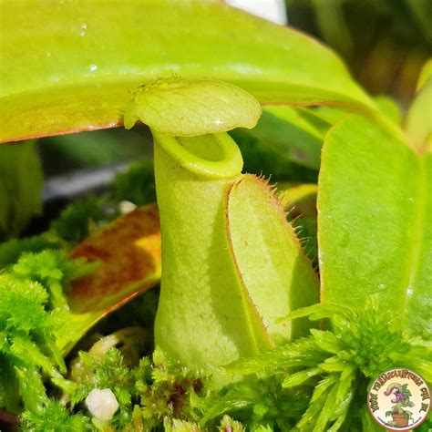 Nepenthes Mirabilis Wing x Northiana.