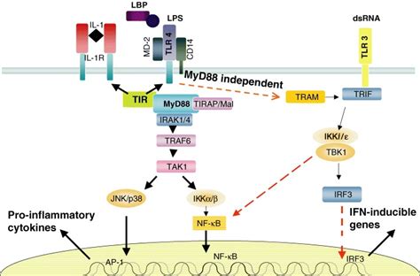 Toll Like Receptors And Intracellular Signal Transduction Pathways