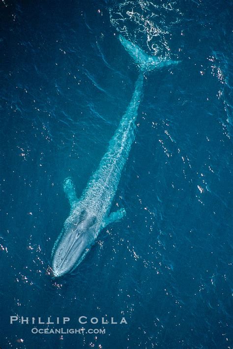 Blue Whale Aerial Photo Balaenoptera Musculus 02164