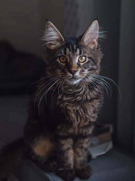 Maine Coon Tabby Mix Short Hair A Perfect Blend Of Beauty And Charm