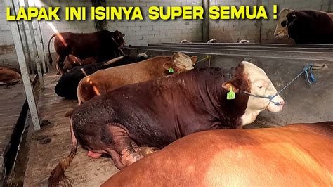 Update Sapi Qurban Jakarta Lapak Sapi Sultan Isinya Monster Semua