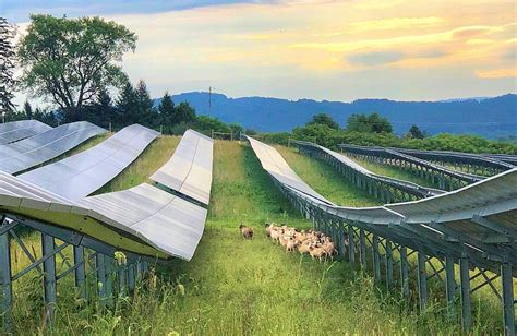 Solar Grazing An Exploration Of Agrivoltaics In The Us And China Krasia