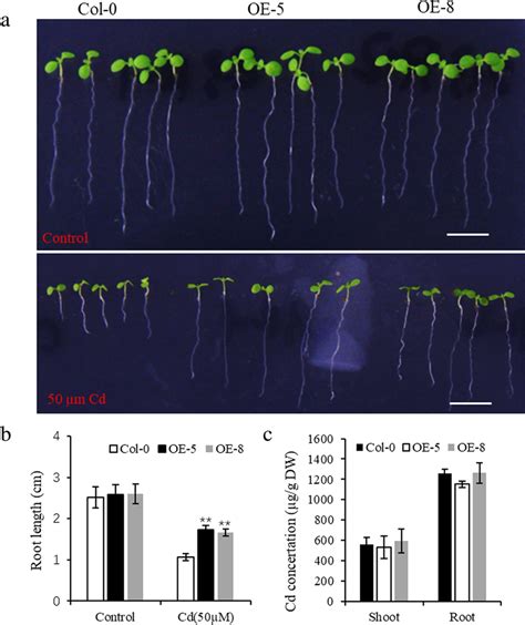 Heterologous Overexpression Of Bnpdfl Enhanced Cd Tolerance In