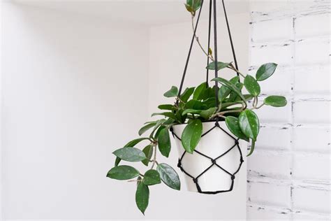 Simple Hoya Plant Care Tips for Beginners - The Practical Planter