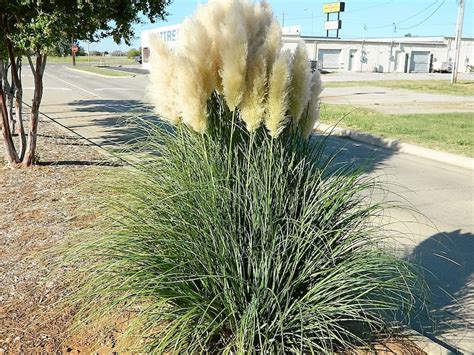 200 White Pampas Grass Cortaderia Selloana Ornamental Flower Etsy