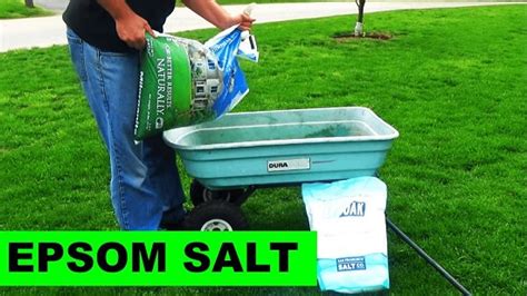 6 Effective Homemade Lawn Fertilizers That Are Safe From Hazardous