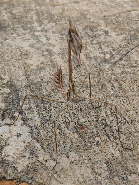 Giant Conehead Mantis From Greyton Nature Reserve 7233 South Africa