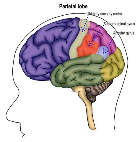 Parietal Lobe: Definition, Functions, Structure & Location