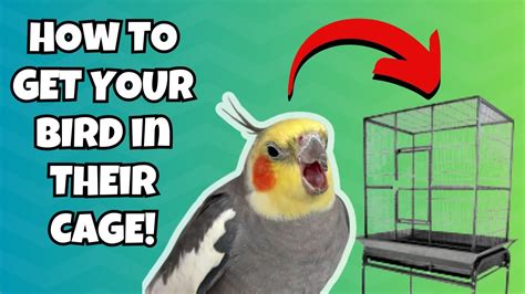 How To Get Your Bird Back In The Cage BirdNerdSophie AD YouTube