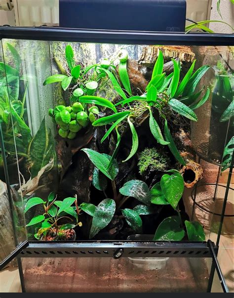 Pin By Dani On Terrarien Reptilien Crested Gecko Habitat Gecko