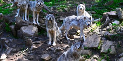 New Research Shows Humans Impact Wolf Packs In National Parks Lab Manager