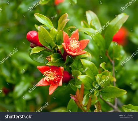 Pomegranate Tree Flowers Stock Photo (Edit Now) 275136665