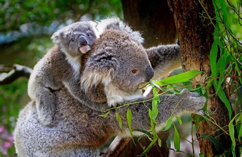 Koalas Tiere Tierwelt Kostenloses Foto Auf Pixabay