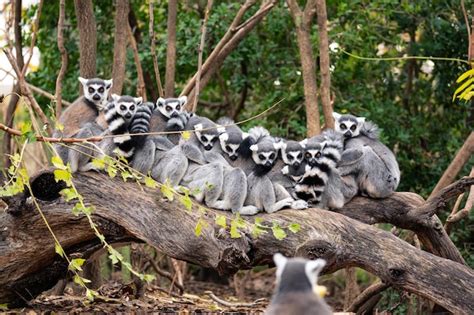 Premium Photo Group Of Ring Tailed Lemurs Sitting And Hugging On The Trunk Of A Tree With