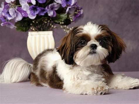 Free Shih Tzu Desktop Wallpaper Shih Tzu Puppies Wallpaper For