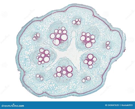 Coupe Transversale Tranche De La Tige V G Tale Sous Le Microscope Ndash
