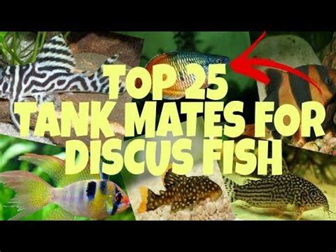 Tank mates for discus fish – Artofit