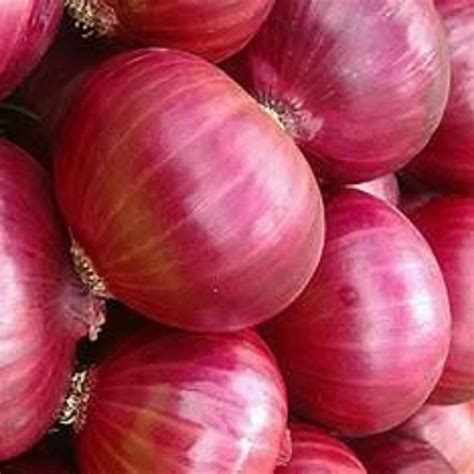 Maharashtra Kg Nashik Red Onions A Grade Mm B Grade At Rs Kg