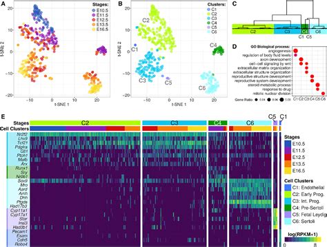 Figure 1 From Resource Deciphering Cell Lineage Specification During Male Sex Determination With