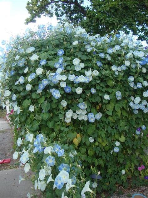 Types Of Morning Glory Flowers Morning Glory Care