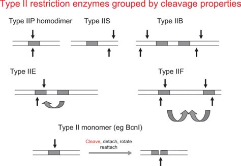 Types of Restriction endonuclease enzymes – The Science Notes