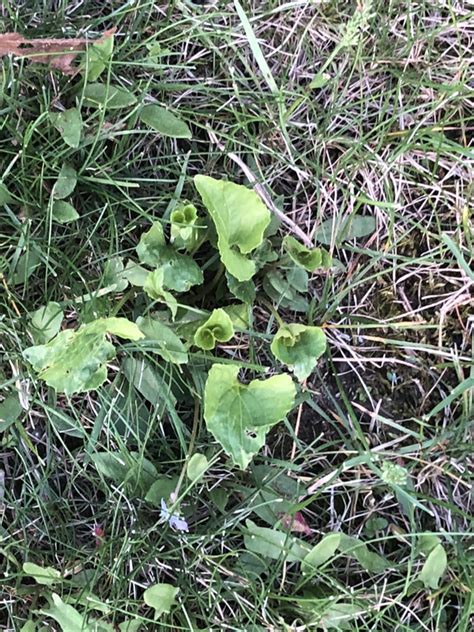 Looking For Help With Weeds In Yard Lawn Care Forum