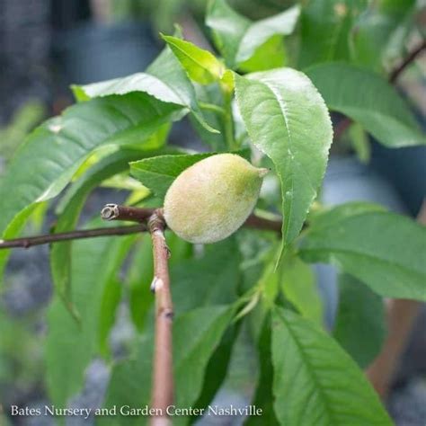 Edible Prunus Persica Redhaven Dwarf Self Fertile Peach Early