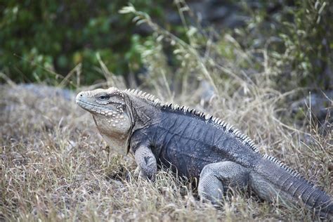 Dying Breed Sister Islands Rock Iguanas Hit With Multiple Deaths