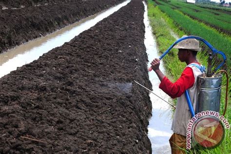 Sumut Perluas Areal Tanaman Bawang Petani ANTARA News