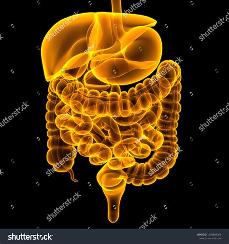 Ilustrasi Stok Human Digestive System Anatomy Medical Concept