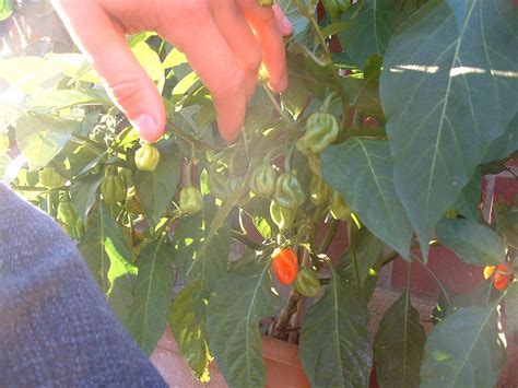 The Red Hot Chilli Papers Day