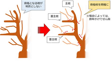 かんきつ類の整枝・剪定（せんてい）のポイント｜技術と方法｜アグリくまもと