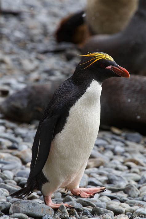 Macaroni Penguin | Antarctica | Photos by Ron Niebrugge