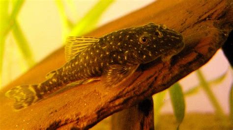 14 Small Pleco Species (Under 4.3" in Adult Size) | AquAnswers