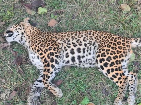 Tiger And Leopard Clashed Over Hunting Dead Body Found Near Valmiki