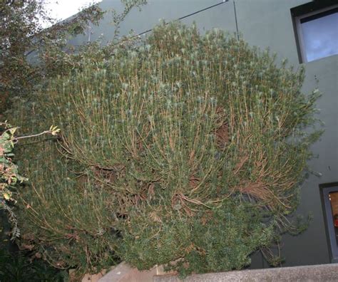 Cephalotaxus Harringtonia Fastigiata Upright Plum Yew Royal