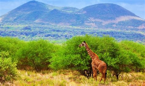 Tsavo East National Park Kenya Tsavo National Park Kenya Safaris