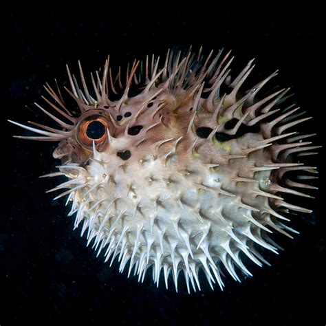 Akkumulation Verschiebung Feindseligkeit why does a puffer fish puff up ...