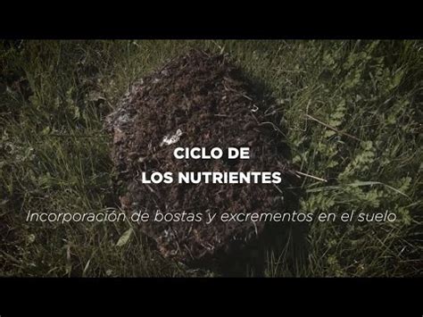 El Ciclo De Nutrientes En Un Ecosistema Importancia Y Procesos Todo