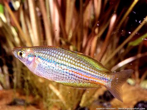 Melanotaenia Lacustris Poisson Arc En Ciel Turquoise