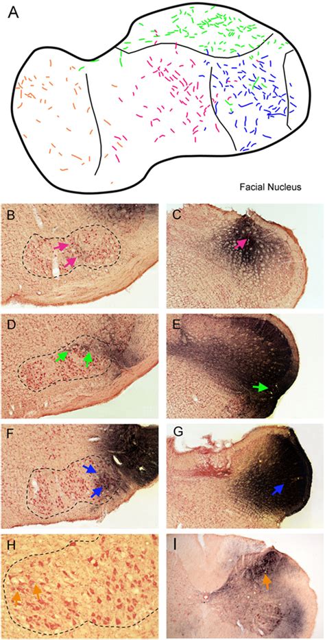 Frontiers Somatotopy In The Medullary Dorsal Horn As A Basis For