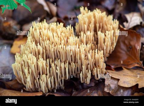 Farnham Common Uk Nd November Ramaria Stricta Upright Coral