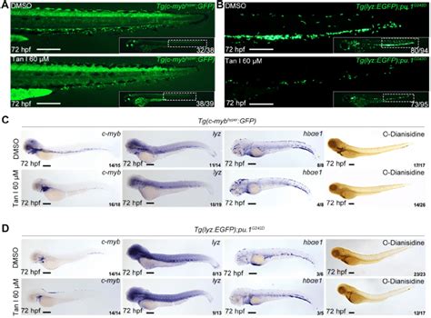 Tan I Treatment Can Inhibit The Expanded Myelopoiesis In C Myb