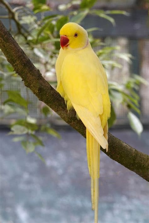 Periquito Amarillo De Ringneck En Vita Levu Fiji Imagen De Archivo