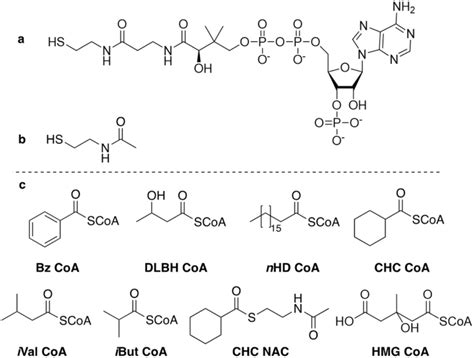 The Chemical Structure Of A Coenzyme A Bn Acetylcysteamine And C All