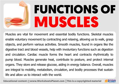 Functions Of Muscles