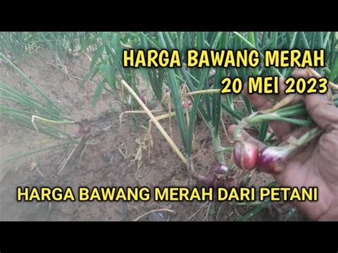 Harga Bawang Merah Hari Ini Mei Youtube